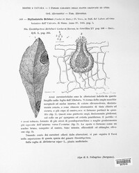 Microsphaeropsis hellebori image